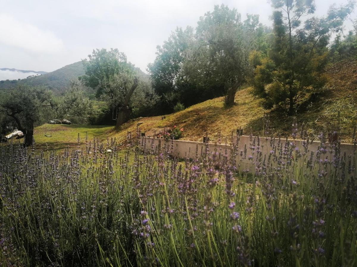 L'Opuntia sul lago Caccamo Esterno foto